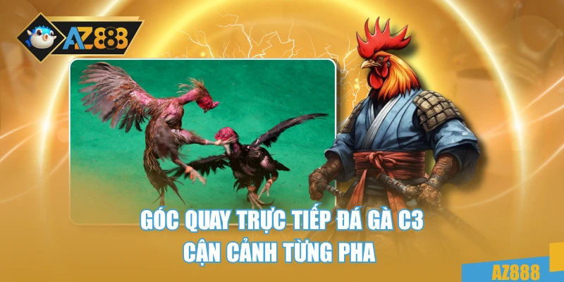 Góc quay trực tiếp đá gà c3 cận cảnh từng pha 