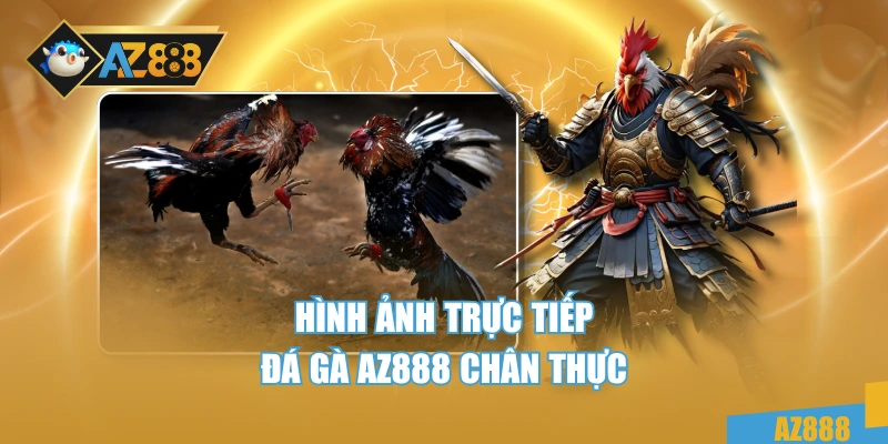 Hình ảnh trực tiếp đá gà AZ888 chân thực