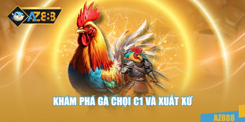 Khám phá gà chọi C1 và xuất xứ